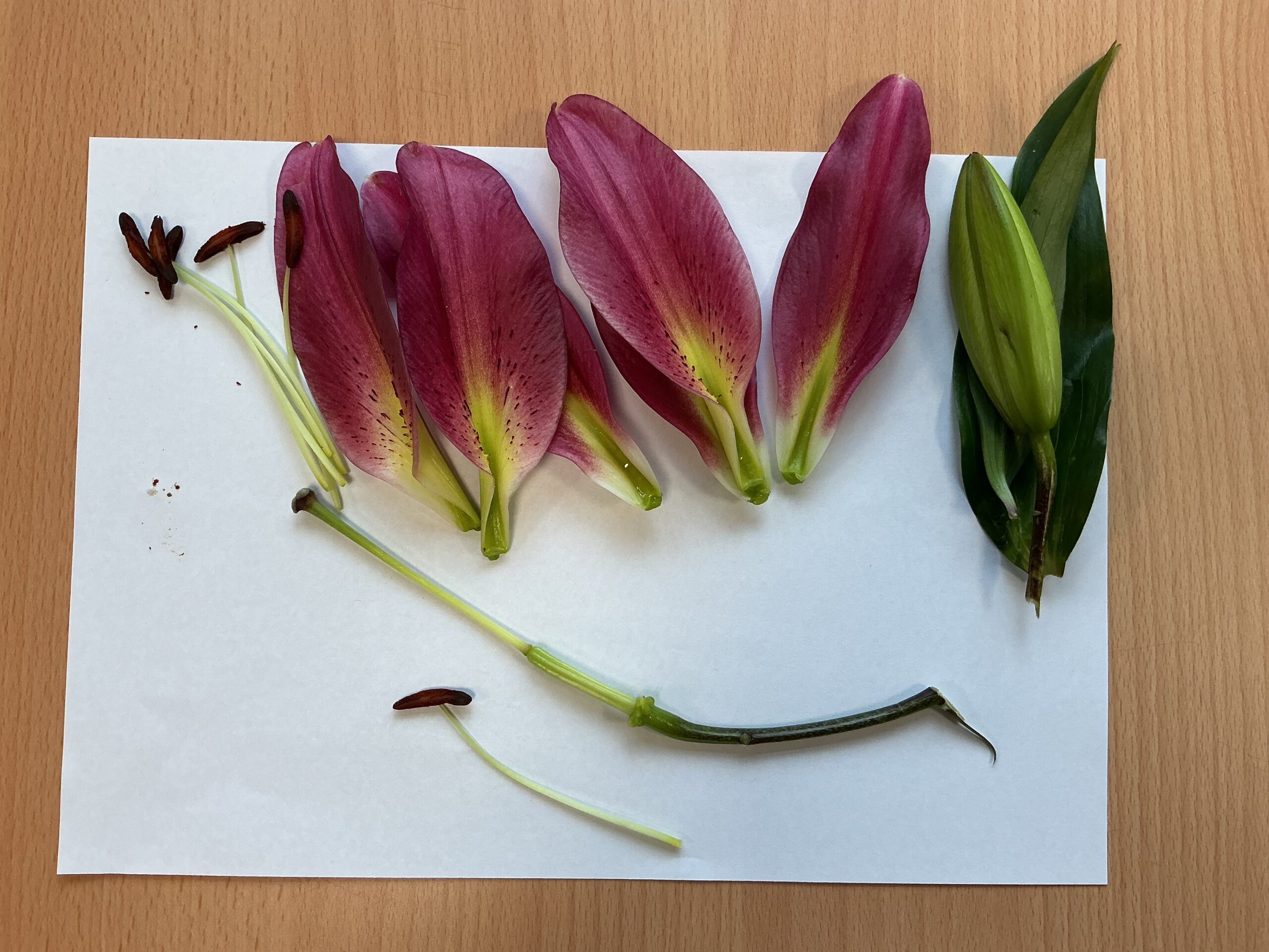 St Luke's Blog Pages