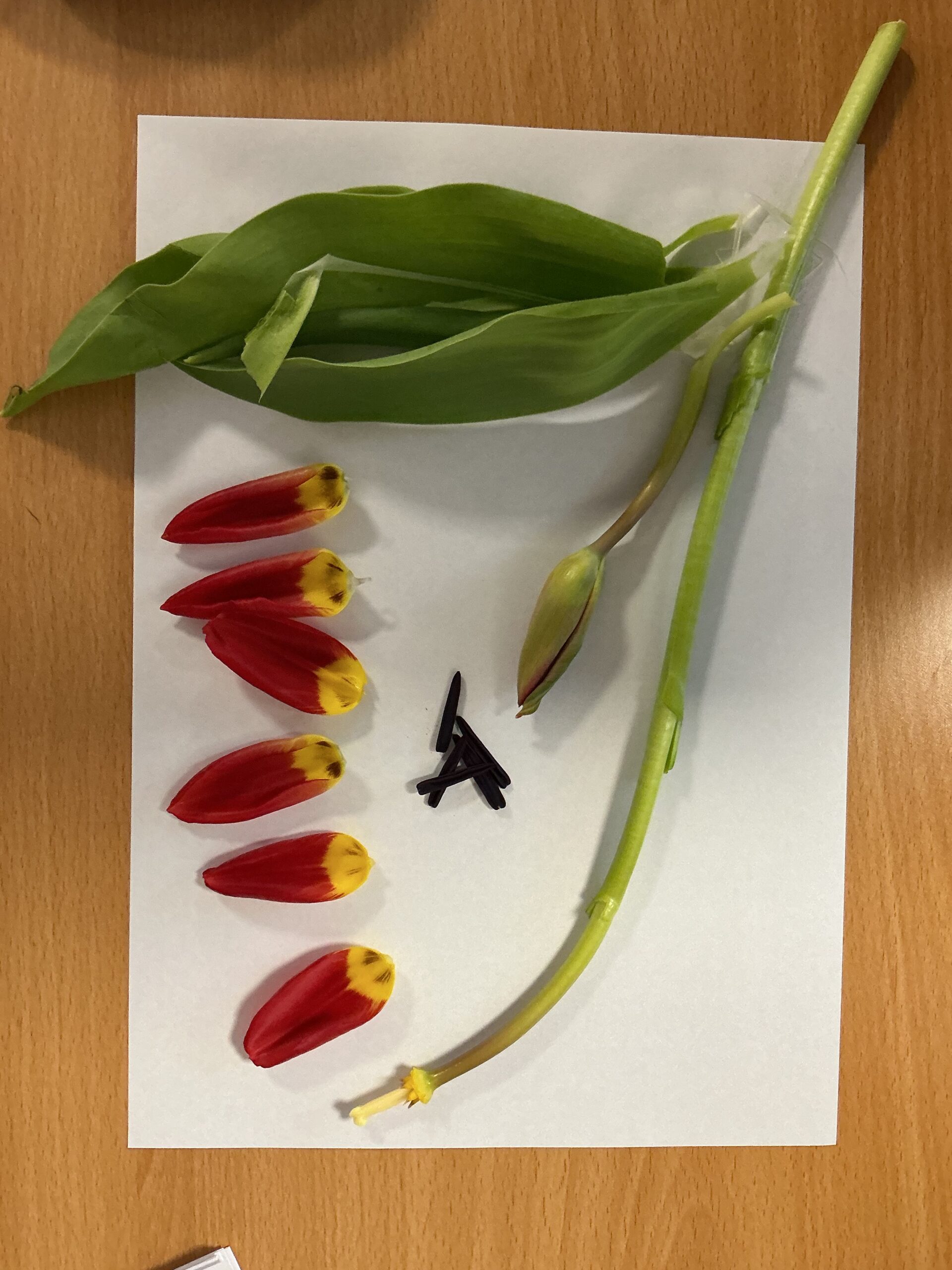 St Luke's Blog Pages